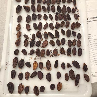Café & Cacao (Proceso)