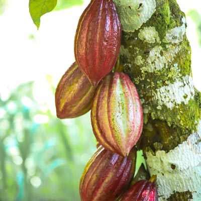 Café & Cacao (Cacao)