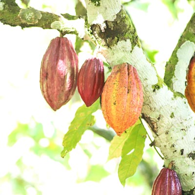 Café & Cacao (Cacao)