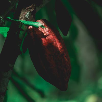 Café & Cacao (Cacao)
