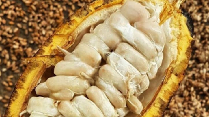 Café & Cacao (Cacao)