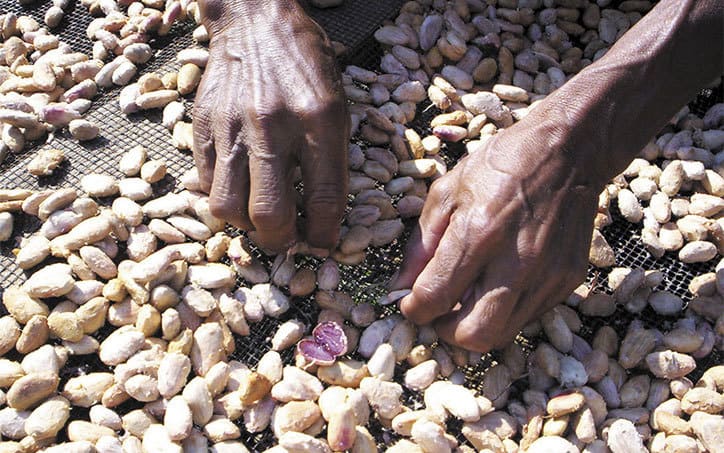 Café & Cacao (Cacao)