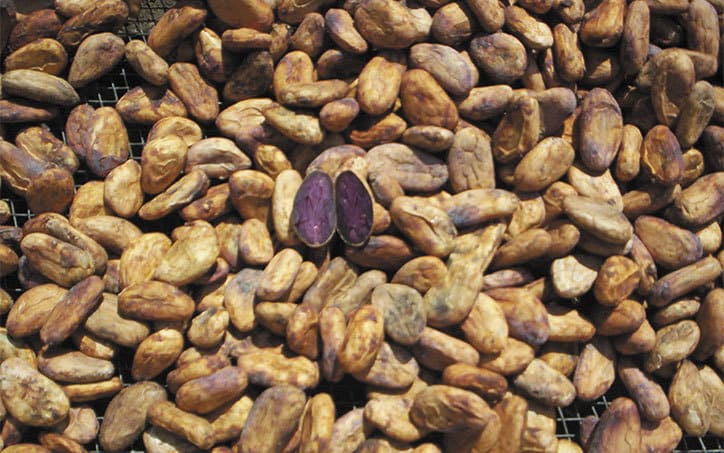 Café & Cacao (Cacao)